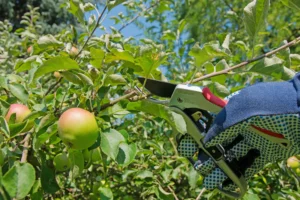 Beneficios-de-la-poda-de-arboles-frutales-en-verano