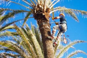 podaspalmera-1030x684